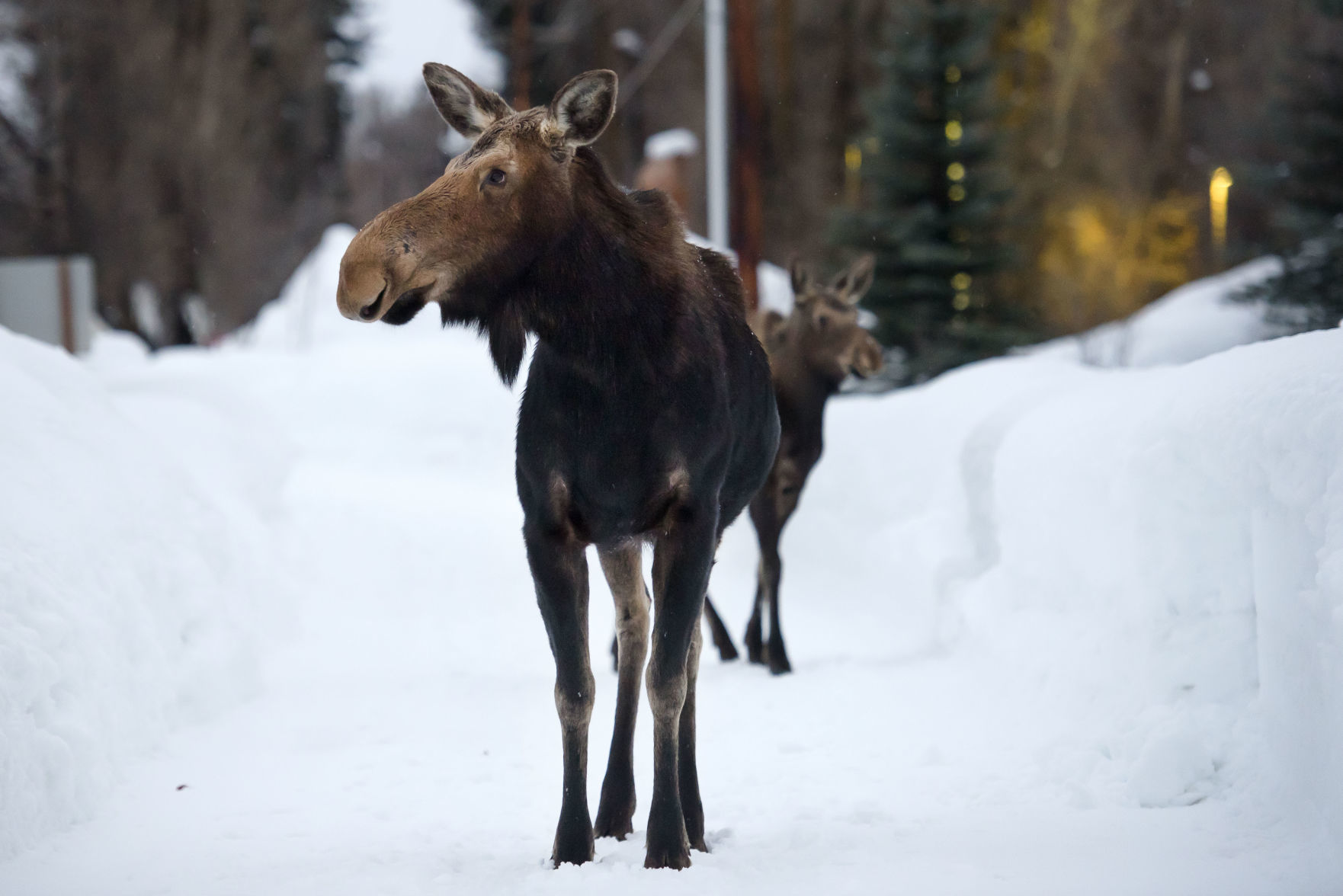 Moose